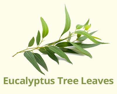 Eucalyptus Tree Leaves - Globulus Labill