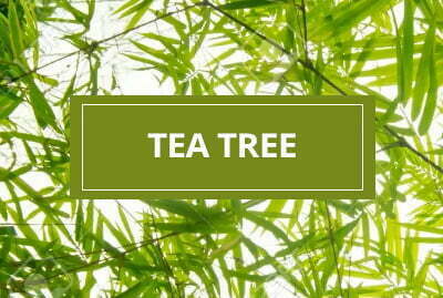 Tea Tree Plant